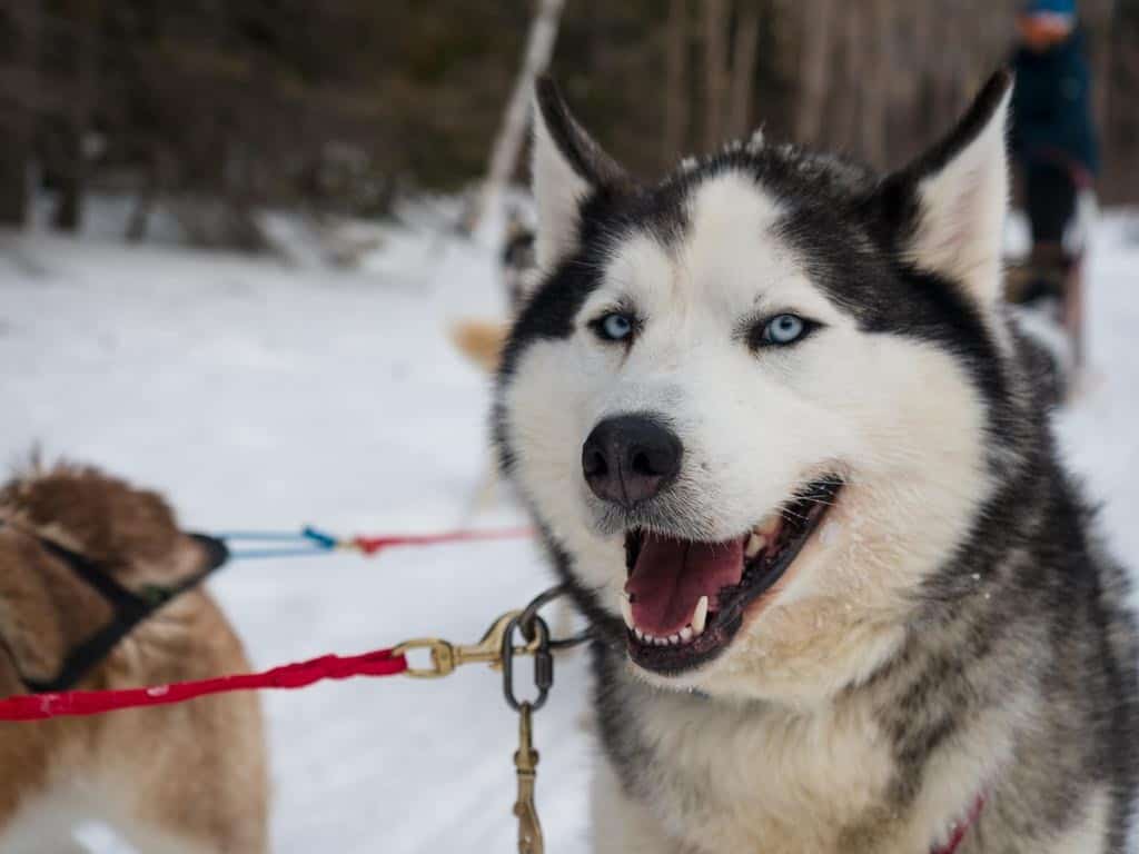 "I love pulling sleds!"