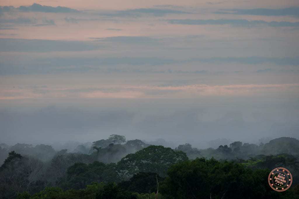 Climbing above the canopy and listening to the jungle waking up.