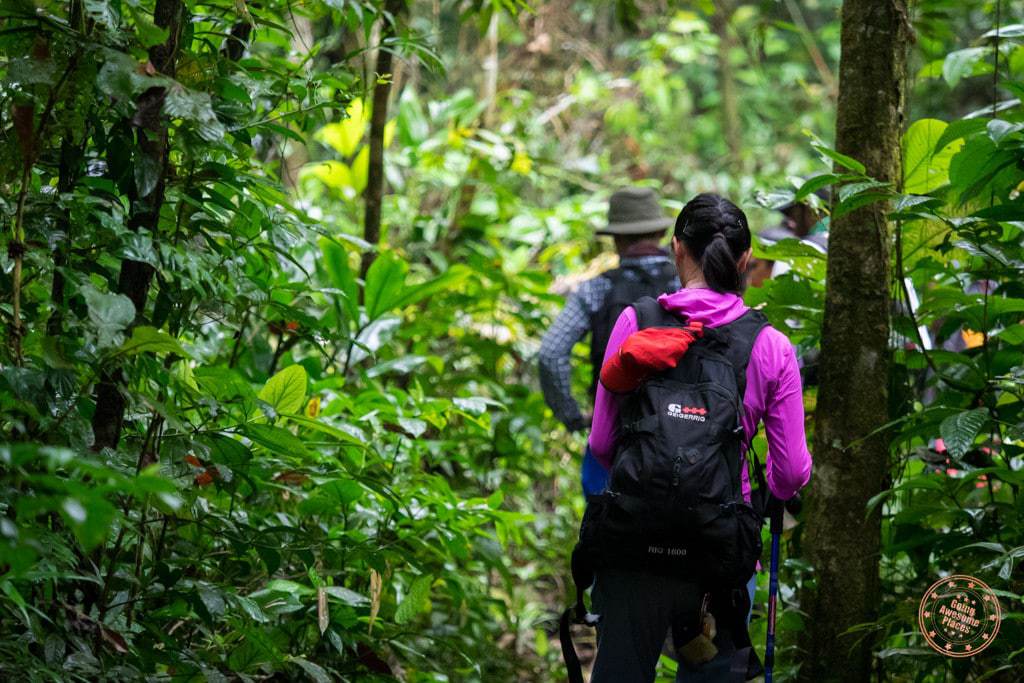 Trekking Through the Jungle