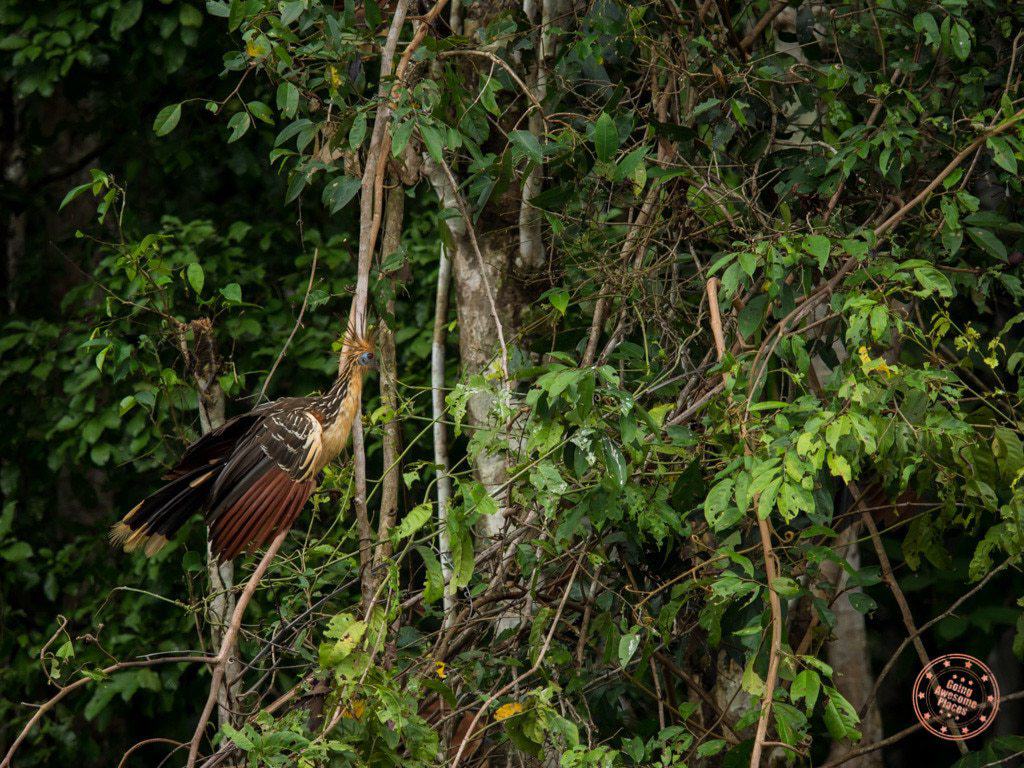 Hoatzin Bird
