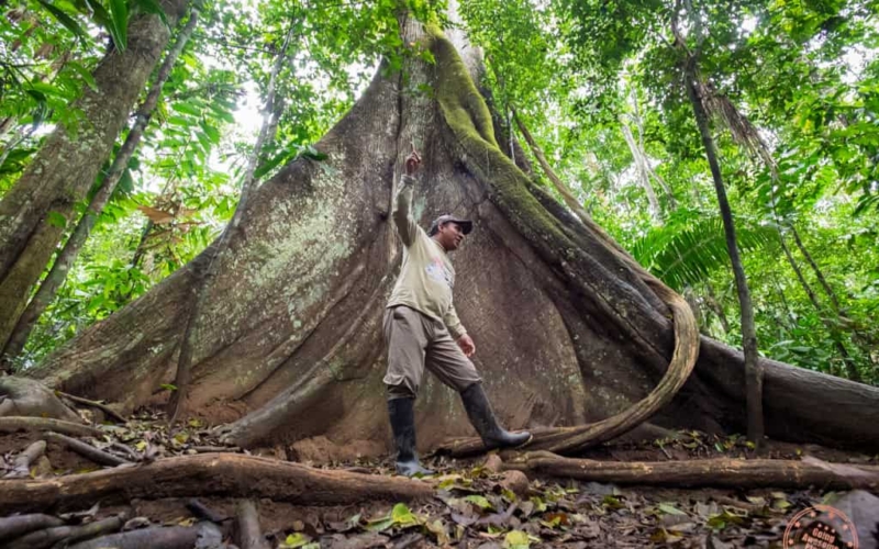 peru amazon jungle planning guide - refugio amazonas lodge experience