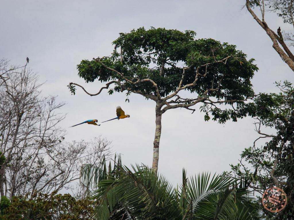 macaw parrots in flight during day tour in the peruvian amazon jungle