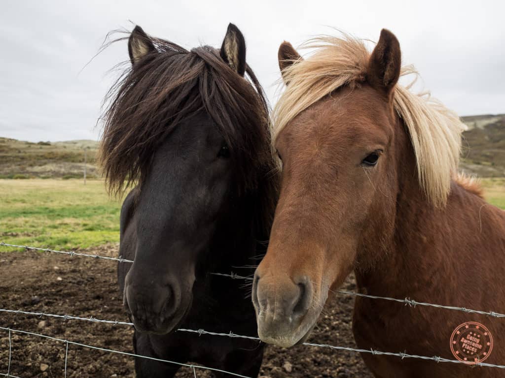 icelandic horses on the side of the road