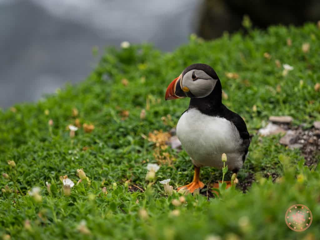 Cute Puffins on Skellig Michael