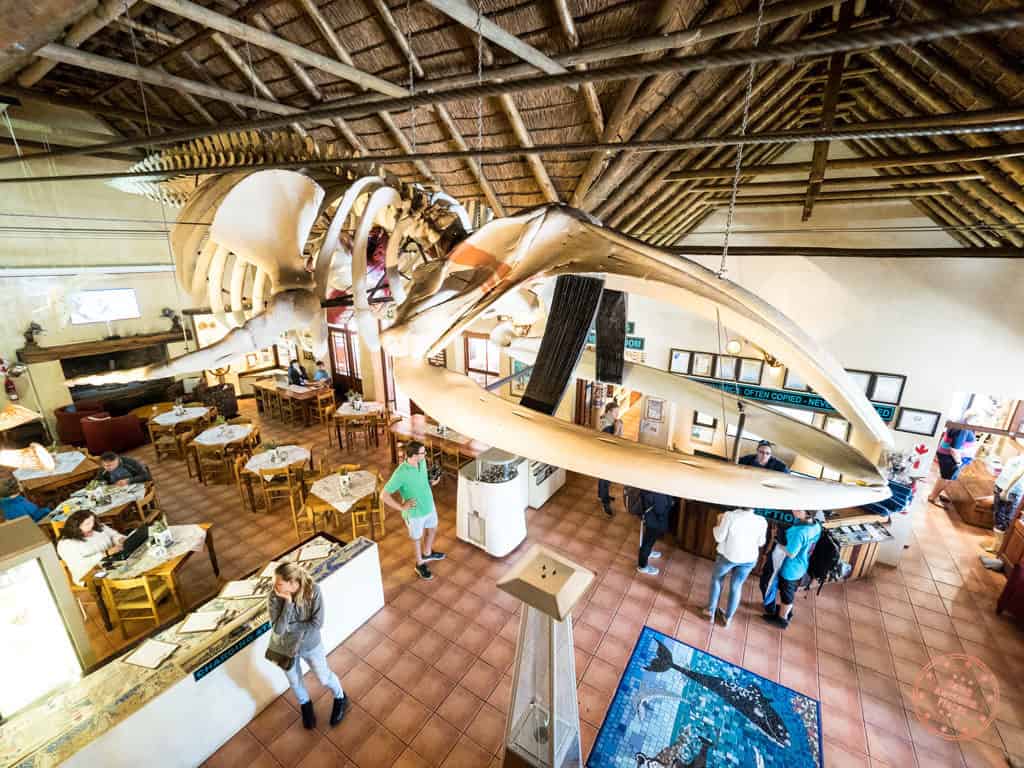 giant whale skeleton in great white house inside marine dynamics hq in gaansbai shark diving experience