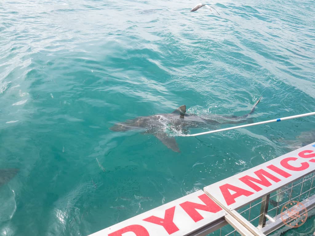 dangers of cage diving in south africa in the world nomads travel insurance review