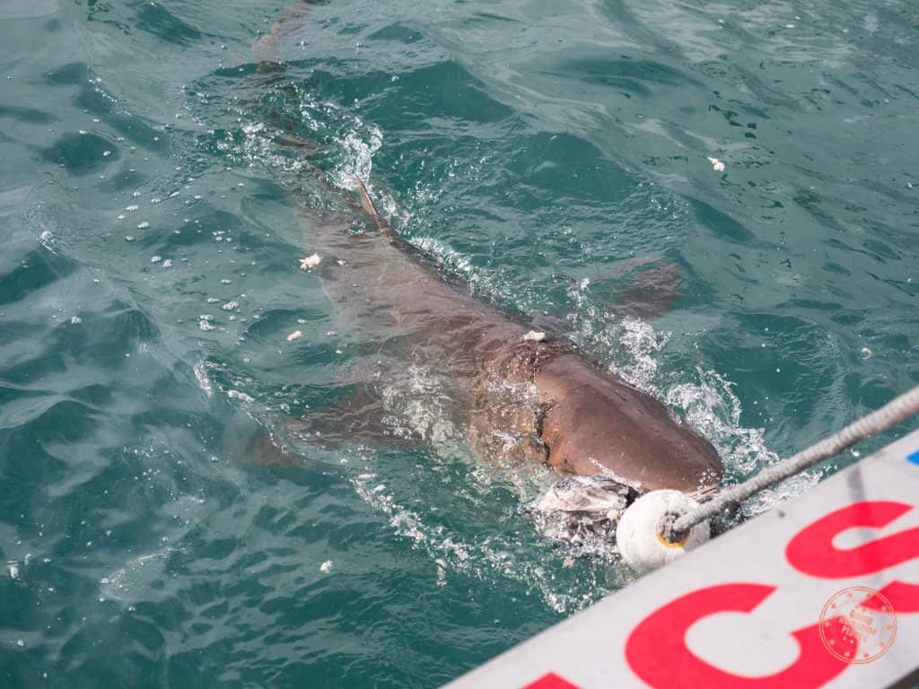 Copper shark chasing after bait with divers in the cage
