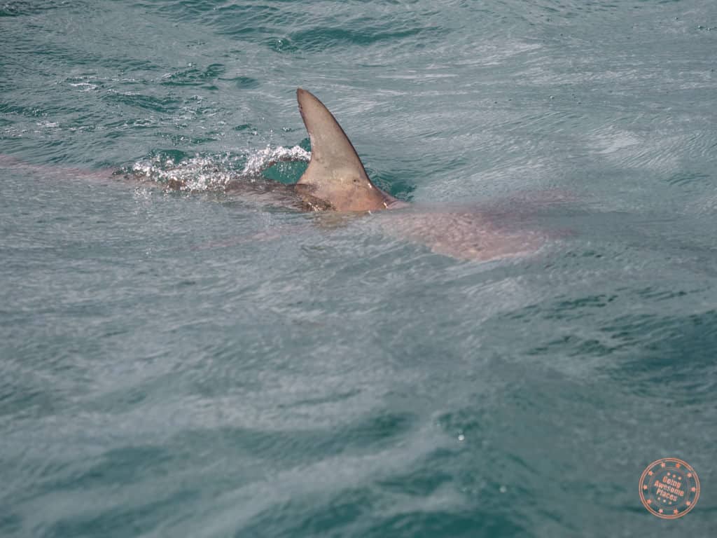 Shark's fin cutting through the water from the deck of the Slashfin