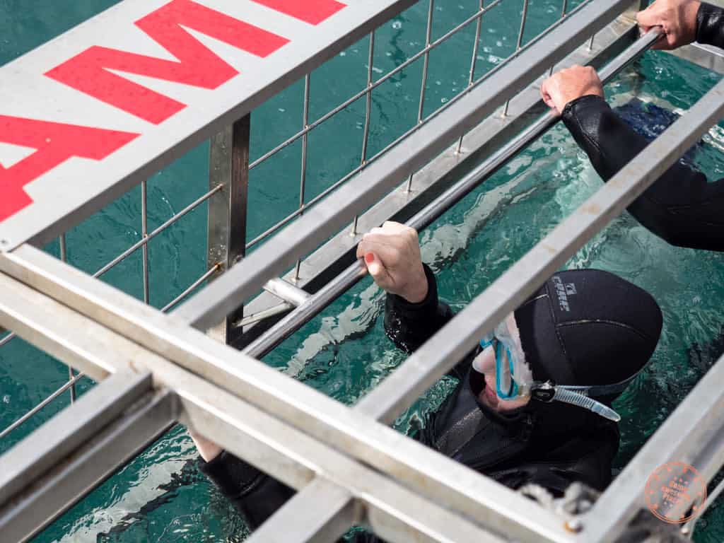 In The Marine Dynamics Shark Diving Cage