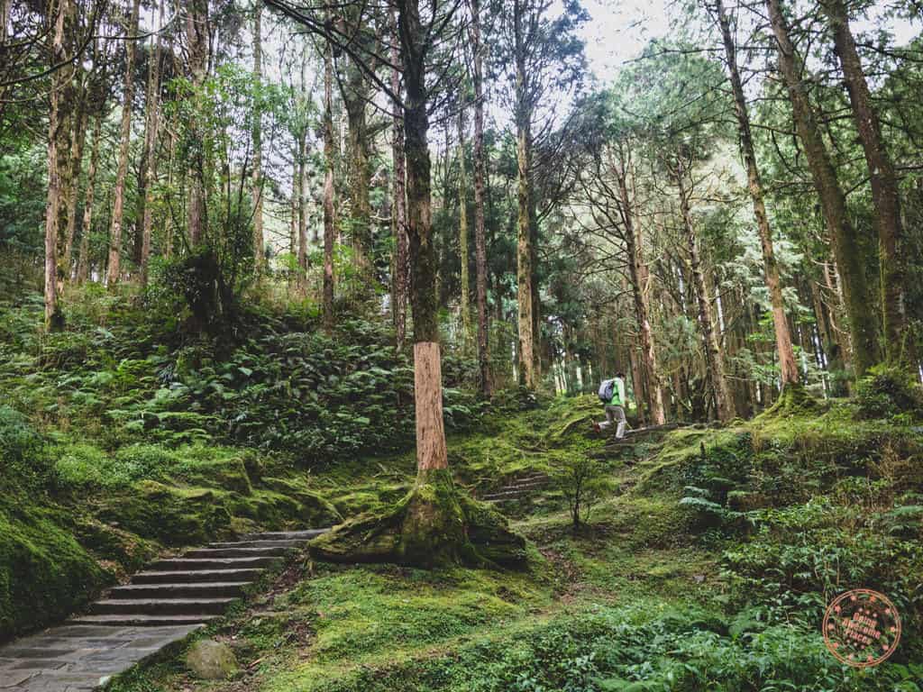 Hiking Alishan Forest Trail