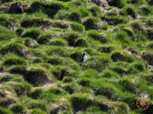 solo puffin at witless bay ecological reserve in newfoundland