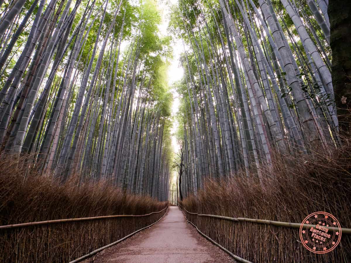 arashiyama bamboo forest at sunrise