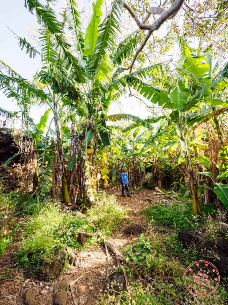 banana cave oasis and nursery