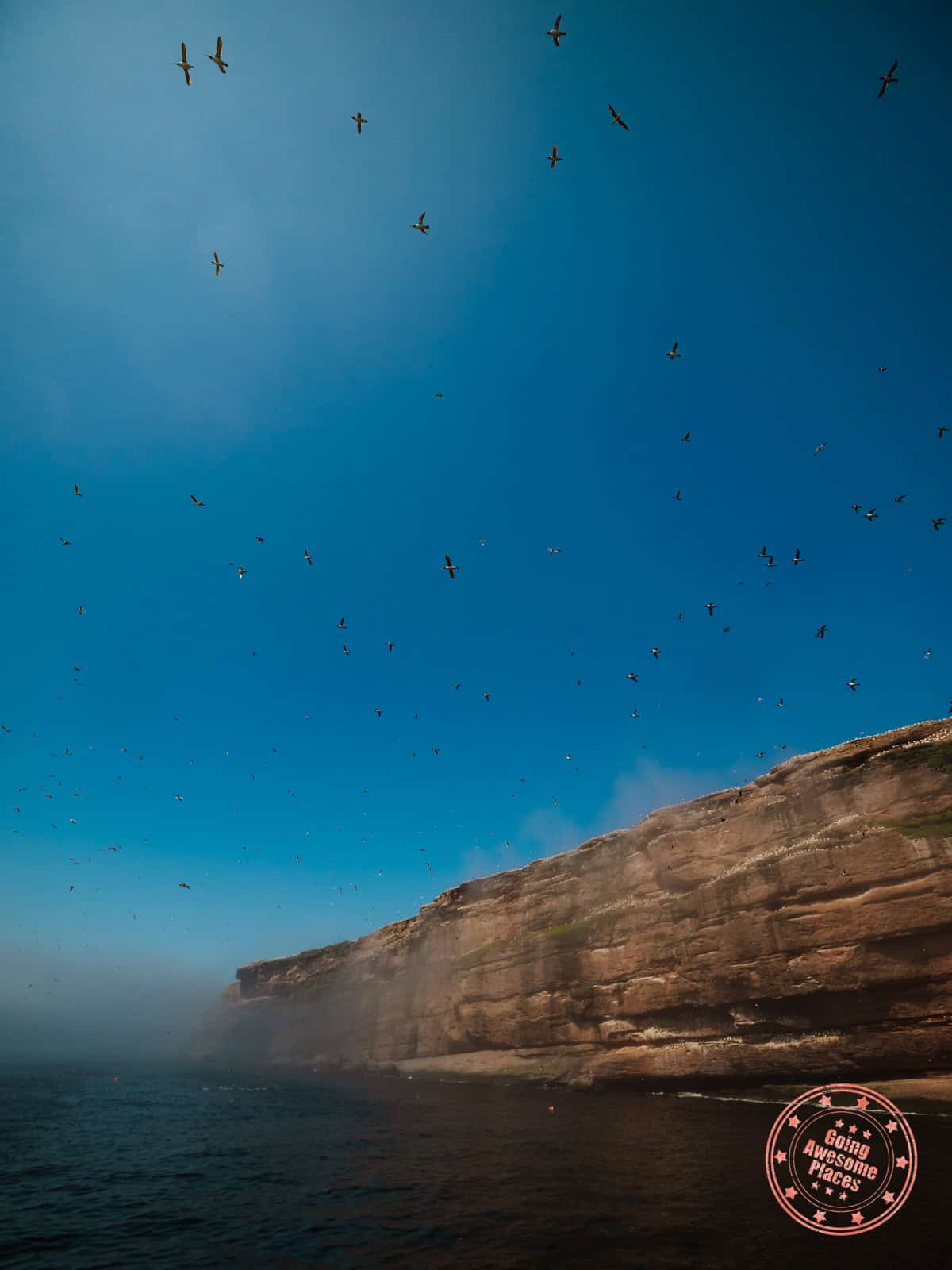 bird colonies from the water around bonaventure island