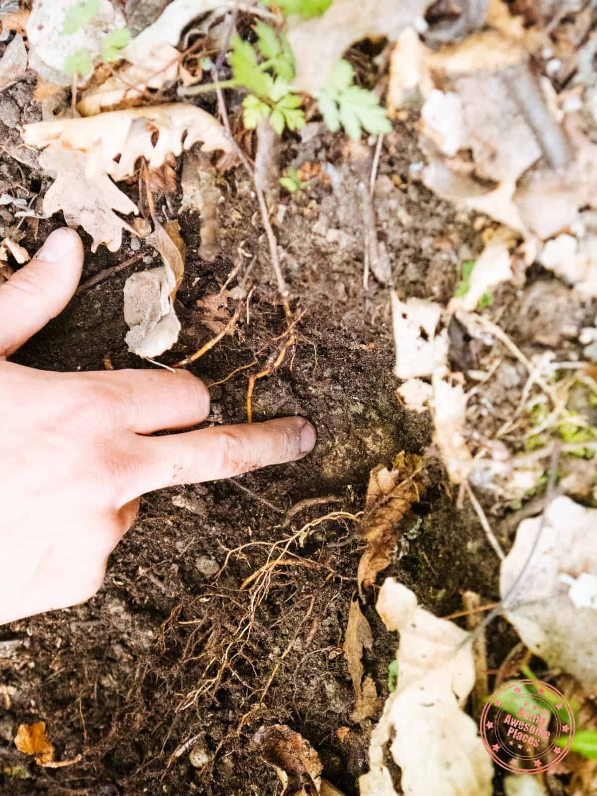 black truffles in the ground in tuscany