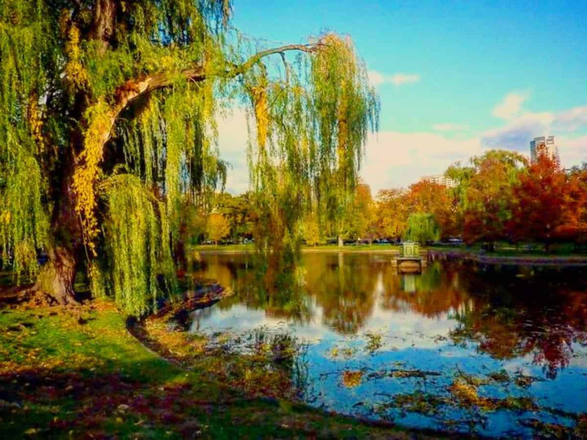 fall colored trees reflecting in pond at boston common park