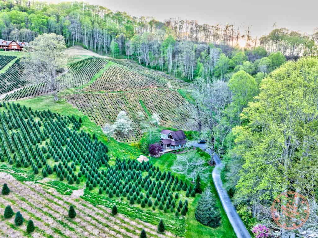 boyd mountain log cabin in waynesville tennessee nestled in christmas tree farm