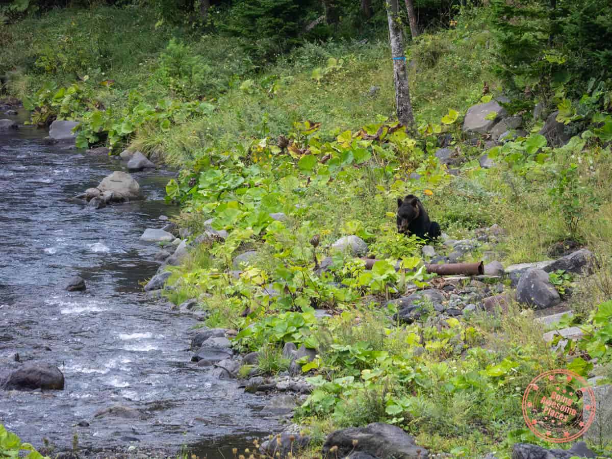 brown bear sighting in shiretoko peninsula eastern hokkaido