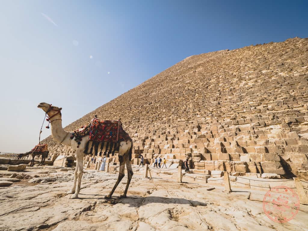 camel in front of great pyramids of giza
