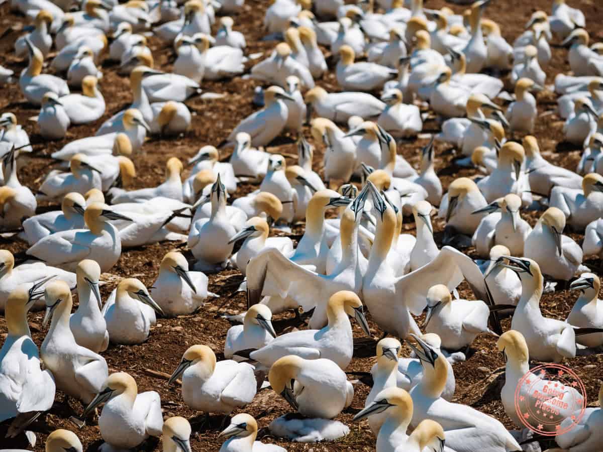 close up of northern gannets colony on bonaventure island