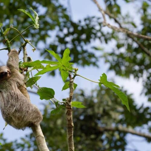 costa rica travel guide featured
