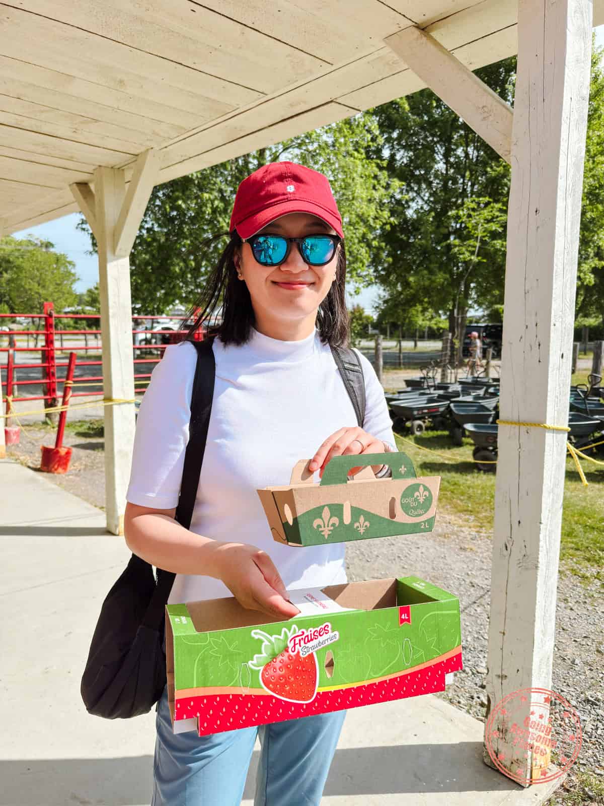 differences in strawberry baskets at ferme marineau in laval