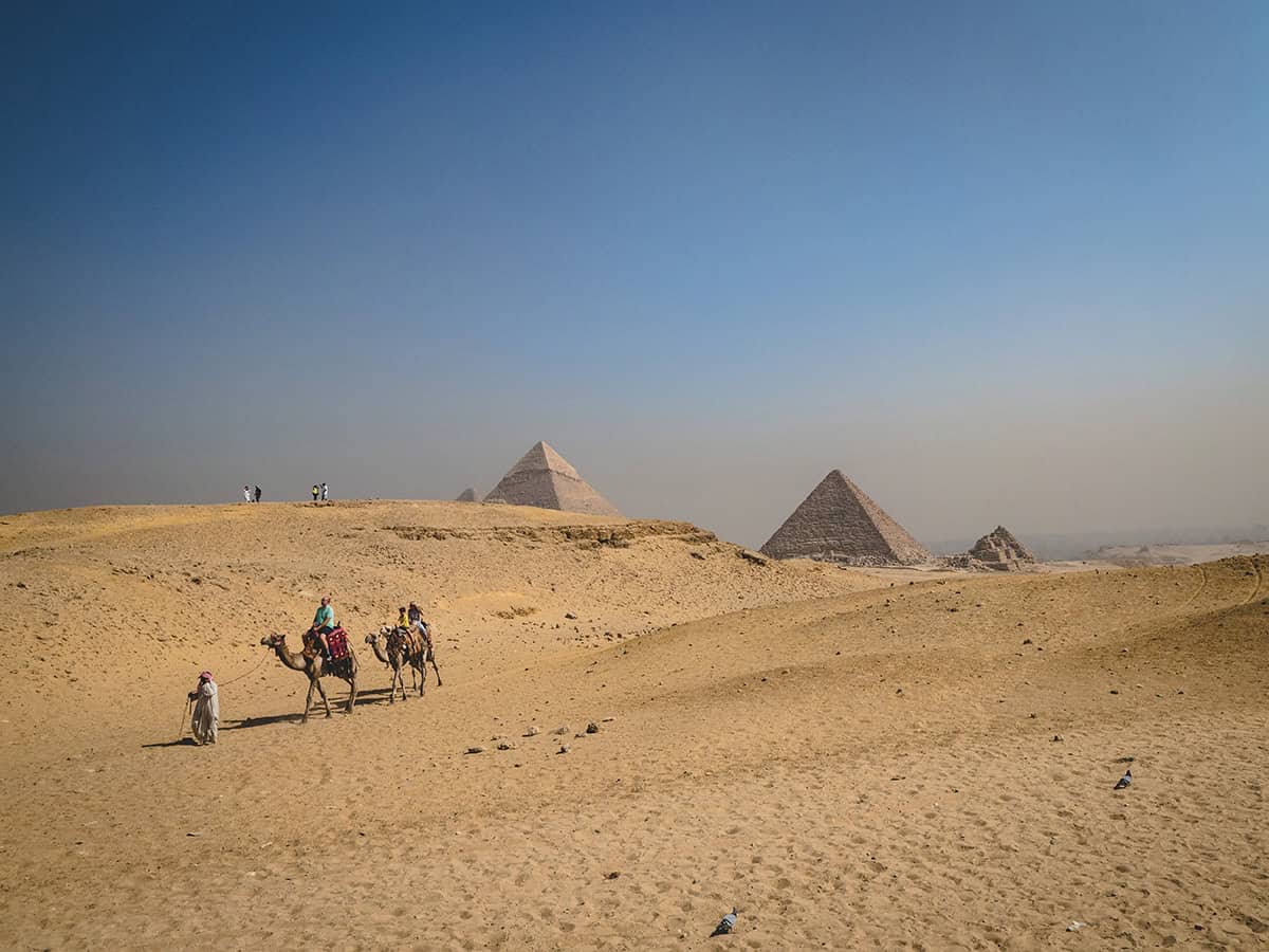 the great pyramids with two camels in view