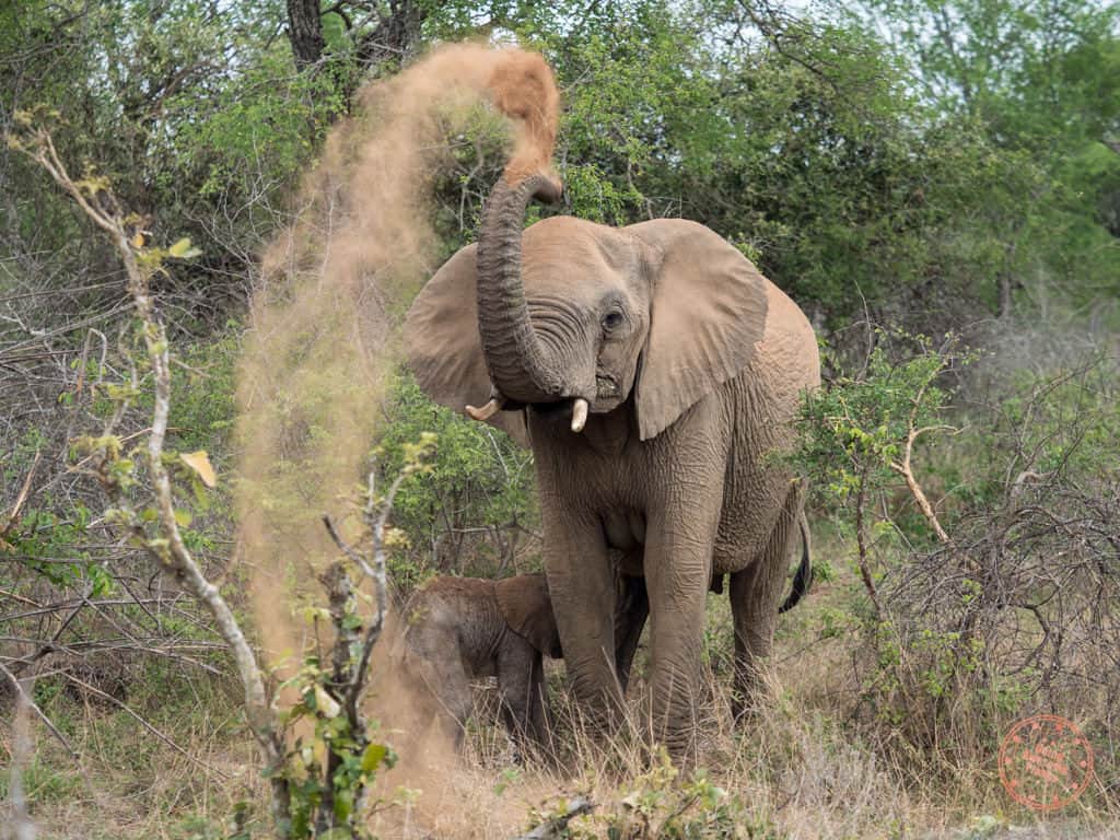 elephant with baby throwing sand up to cool down
