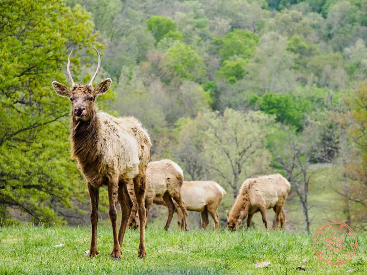 elk viewing in wildlife safari at dogwood canyon nature park