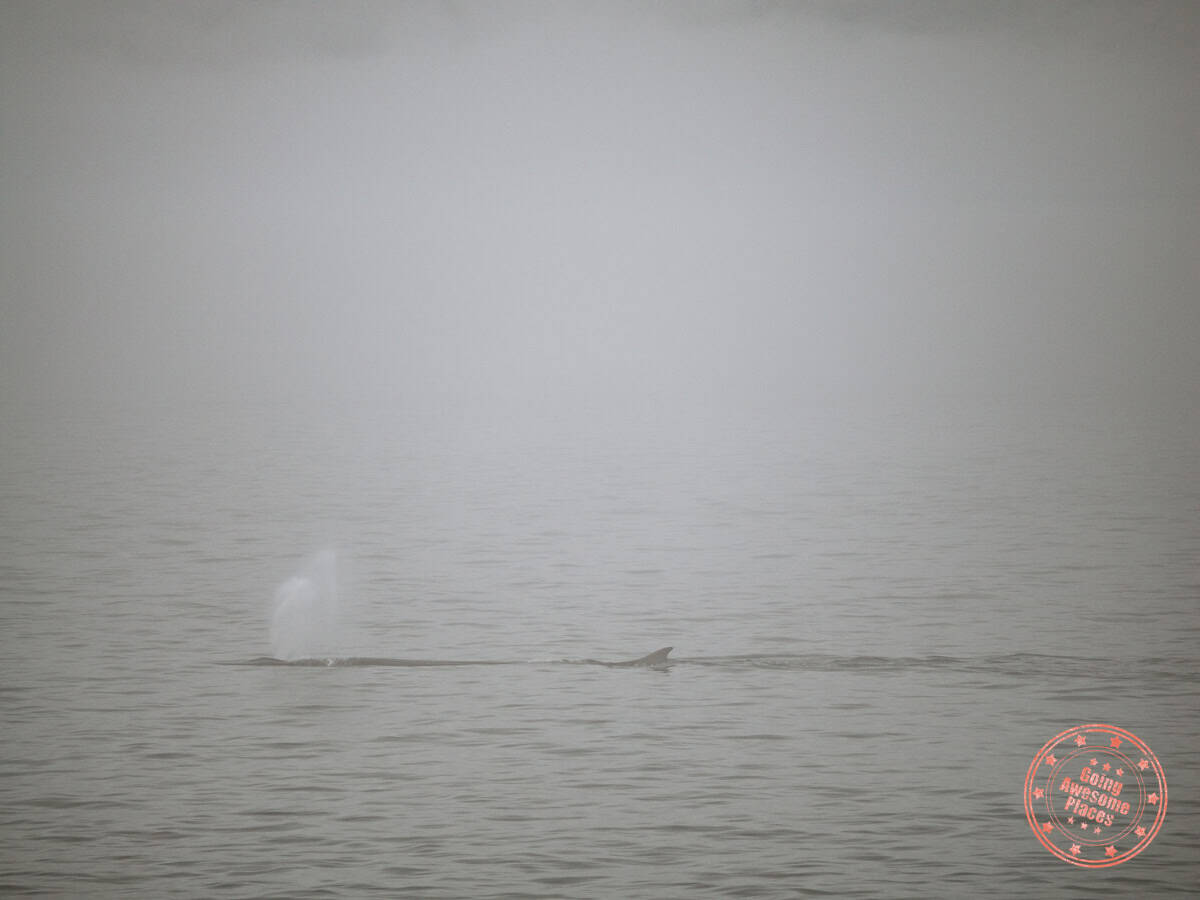 fin whale blowhole peeking through from the fog in tadoussac