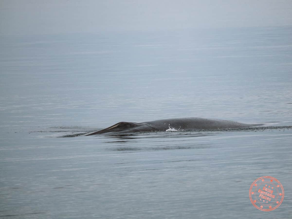 fin whale spotted at cap de bon desir