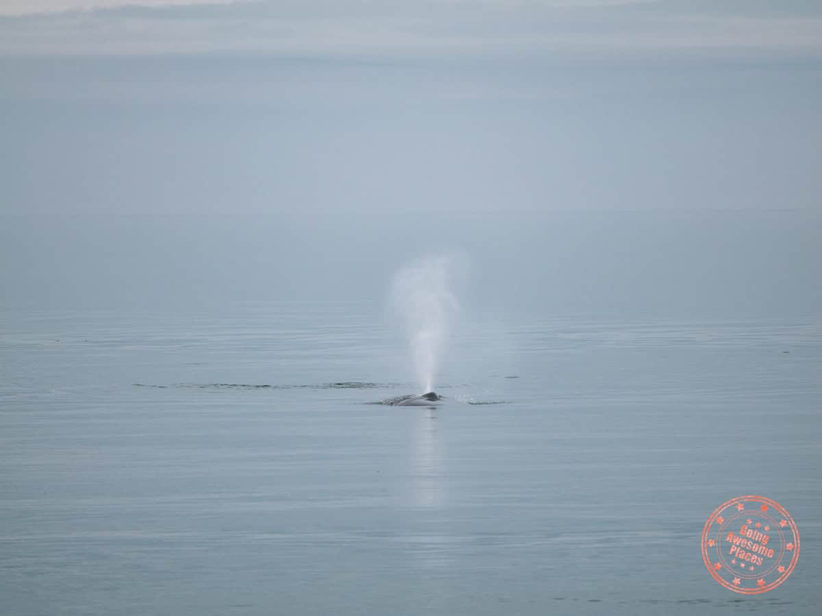 fine whale blowhole spotted from cap de bon desir