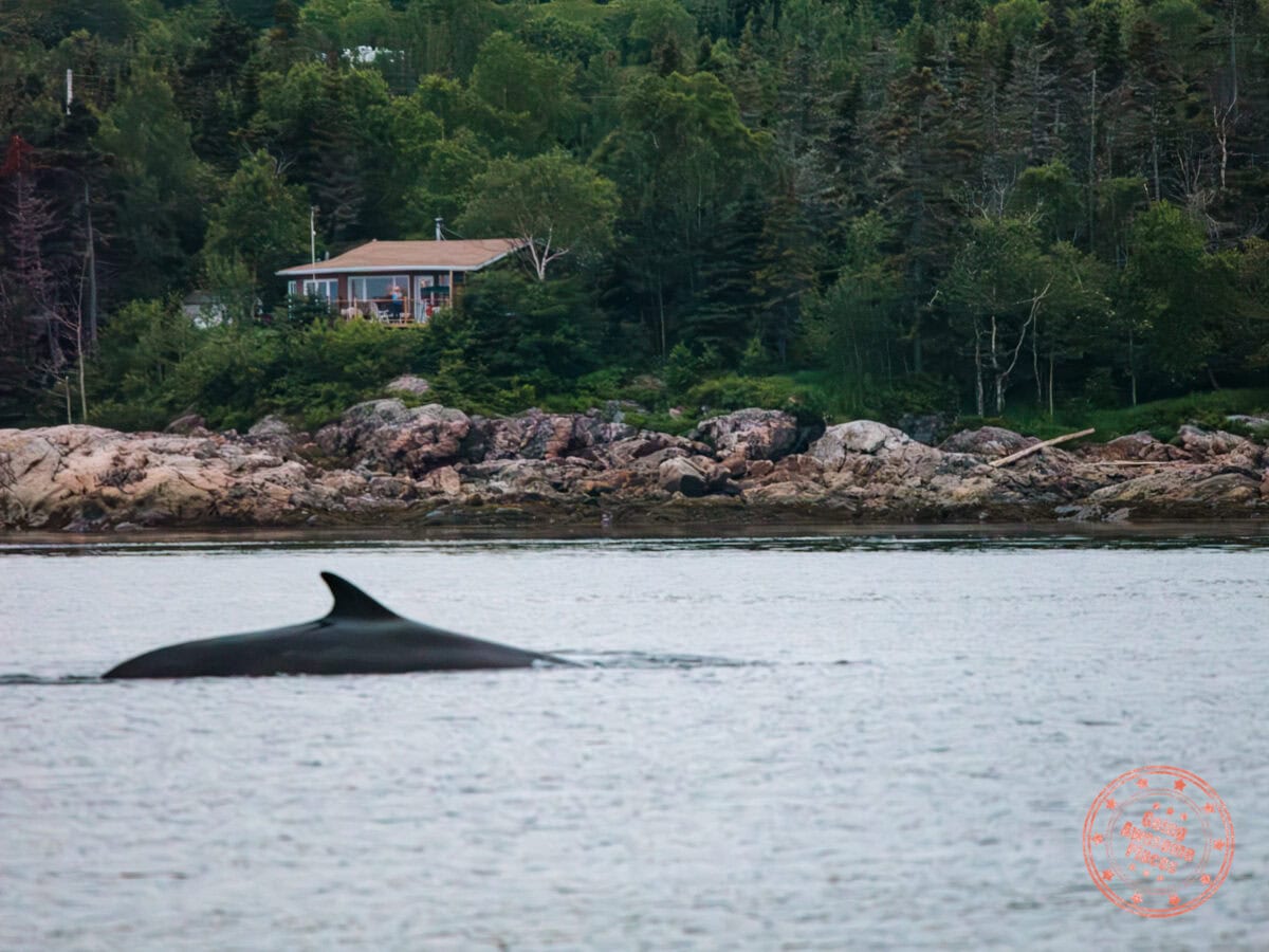 fin whale spotted on du fleuve zodiac excursion from les escoumins