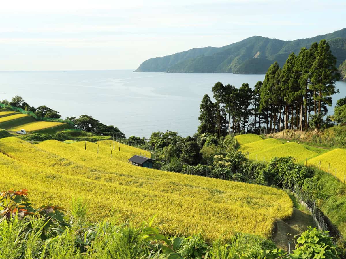 rice fields of fukui boarding the sea of japan