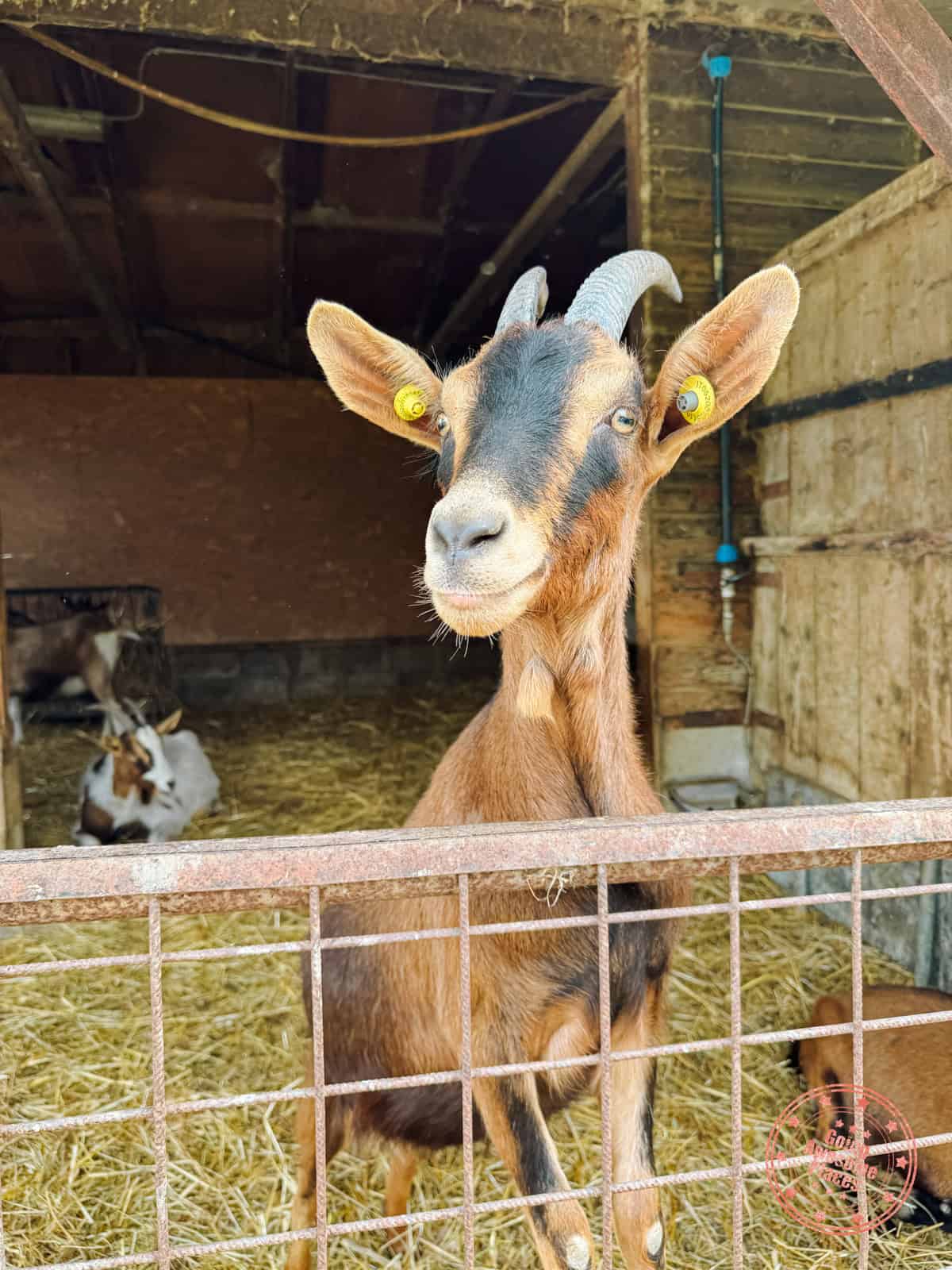 goat farm at podere il casale