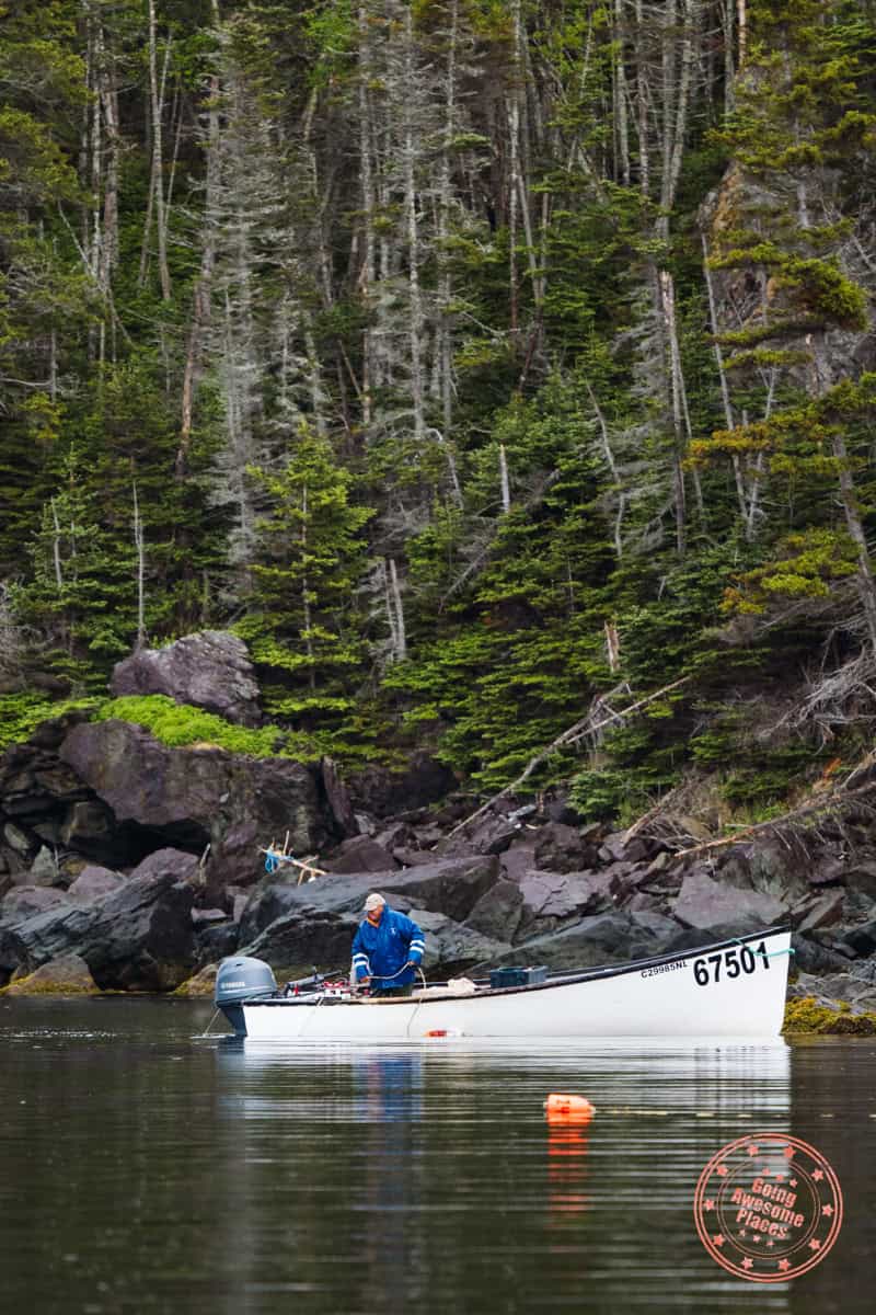 gros morne bonne bay lobster fisherman laying traps