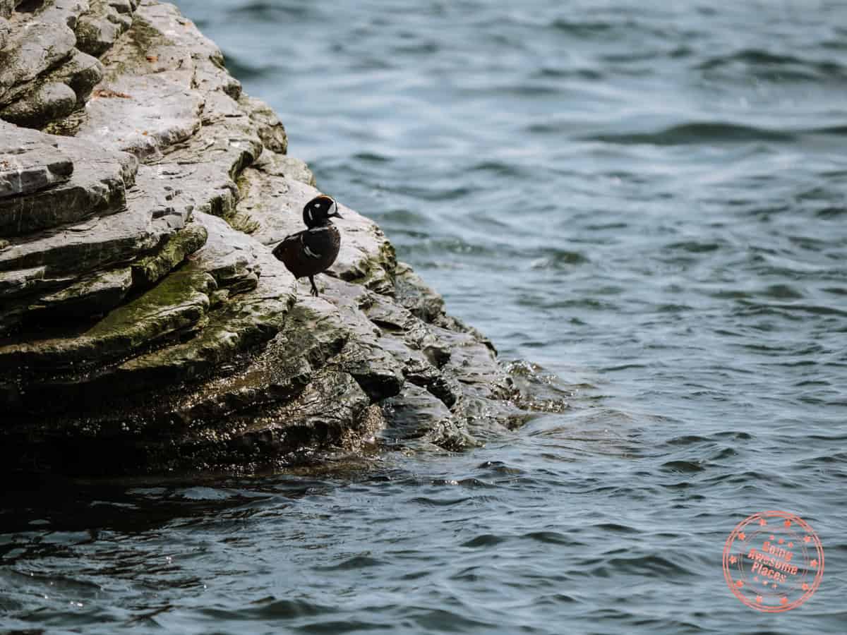 rare harlequin duck standing at water's edge at cap bon ami in forillon national park
