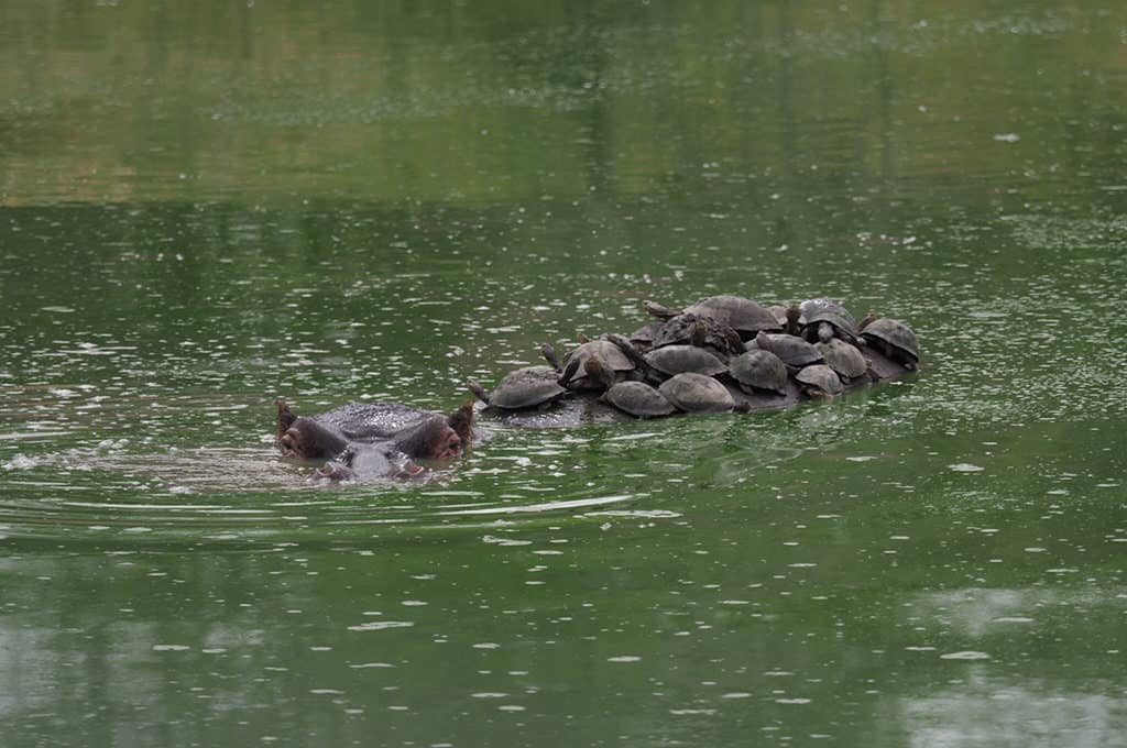 hippo peeking out of water at kruger national park in south africa travel tips guide