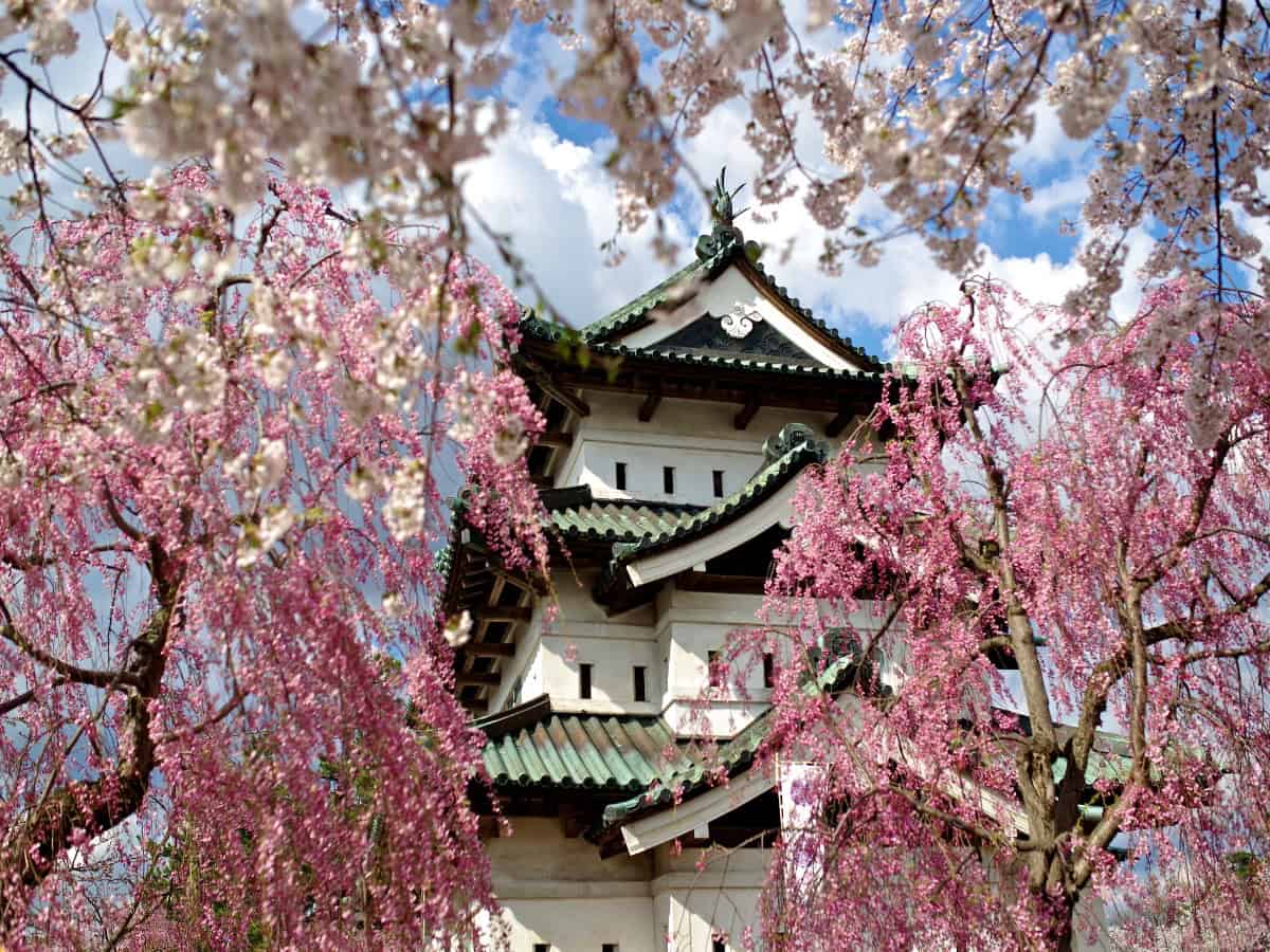 hirosaki castle nestled behind some cherry blossom trees