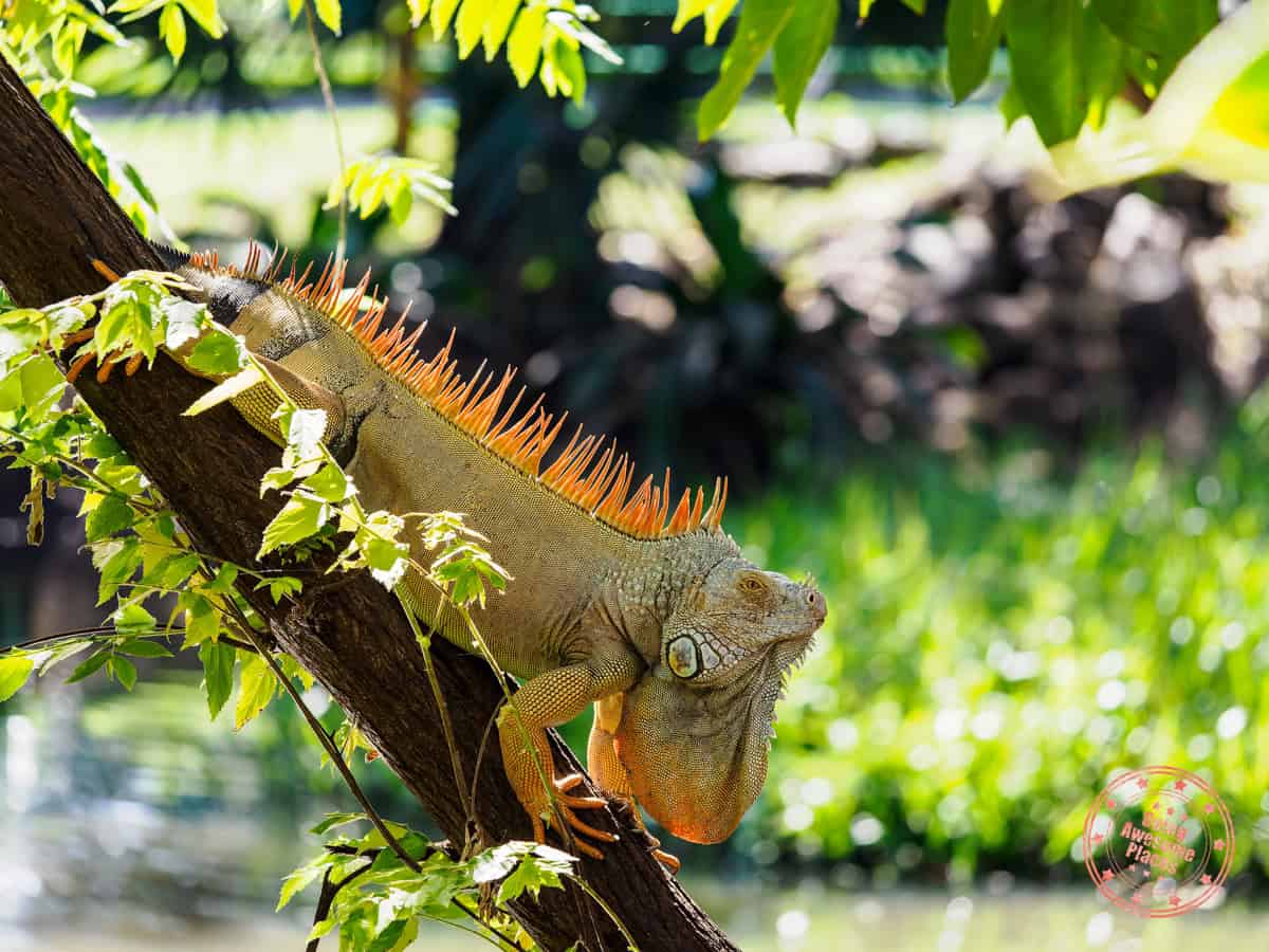 iguana at westin reserva conchal