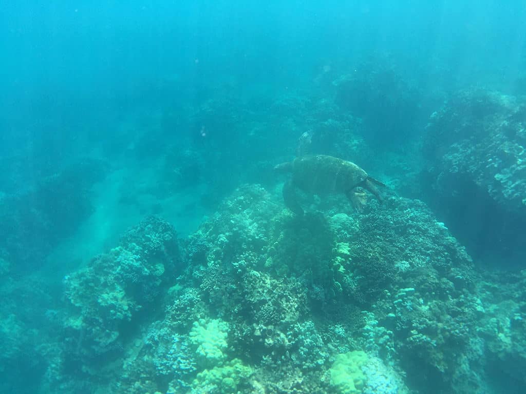 sea turtle sighting in maui