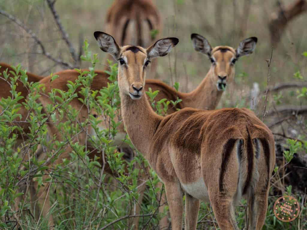 spotting impala during game drive in private game reserve near kruger national park in safari planning guide