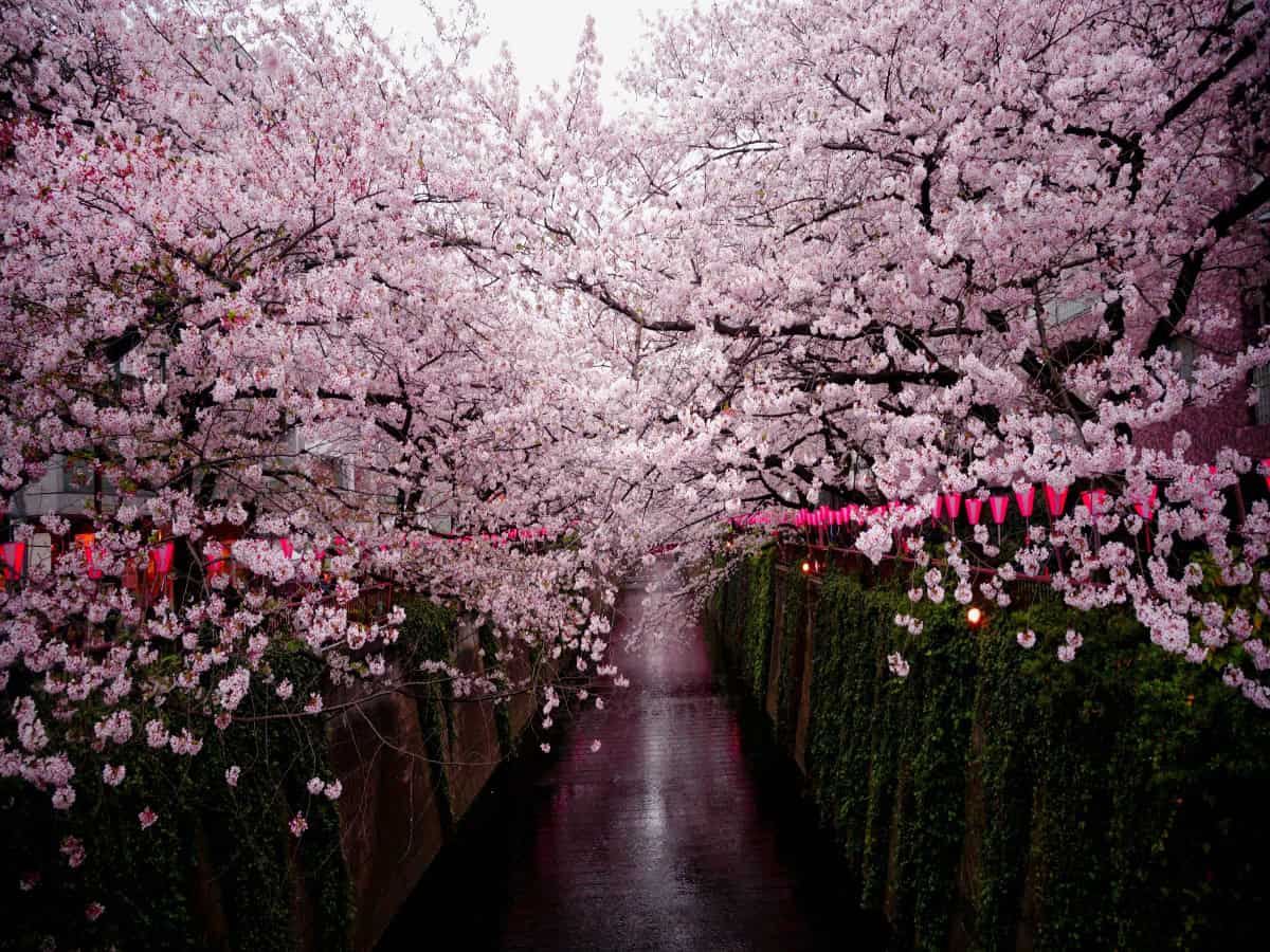 cherry blossoms in bloom lining waterway