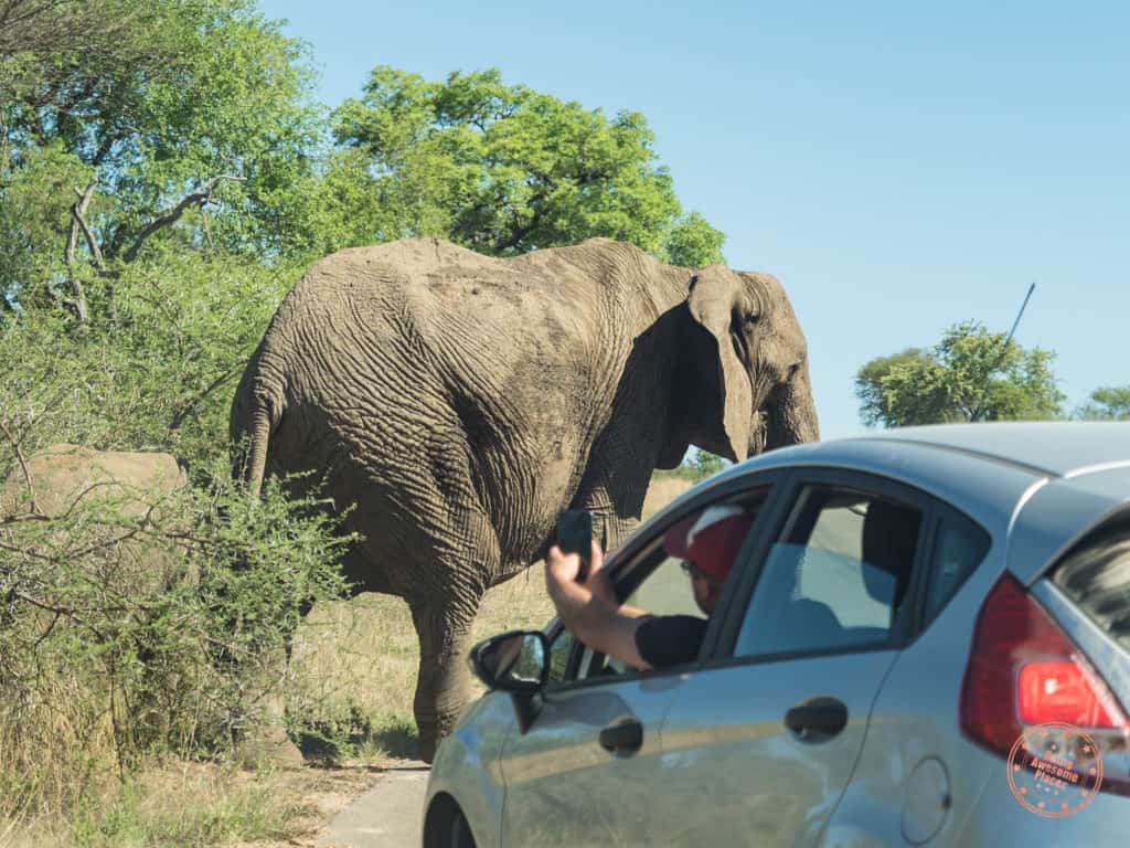 keeping a safe distance from elephant during self drive
