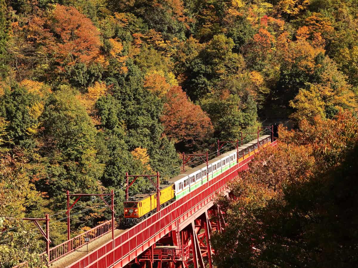 train riding through kurobe gorge railway amongst the autumn trees in the mountains