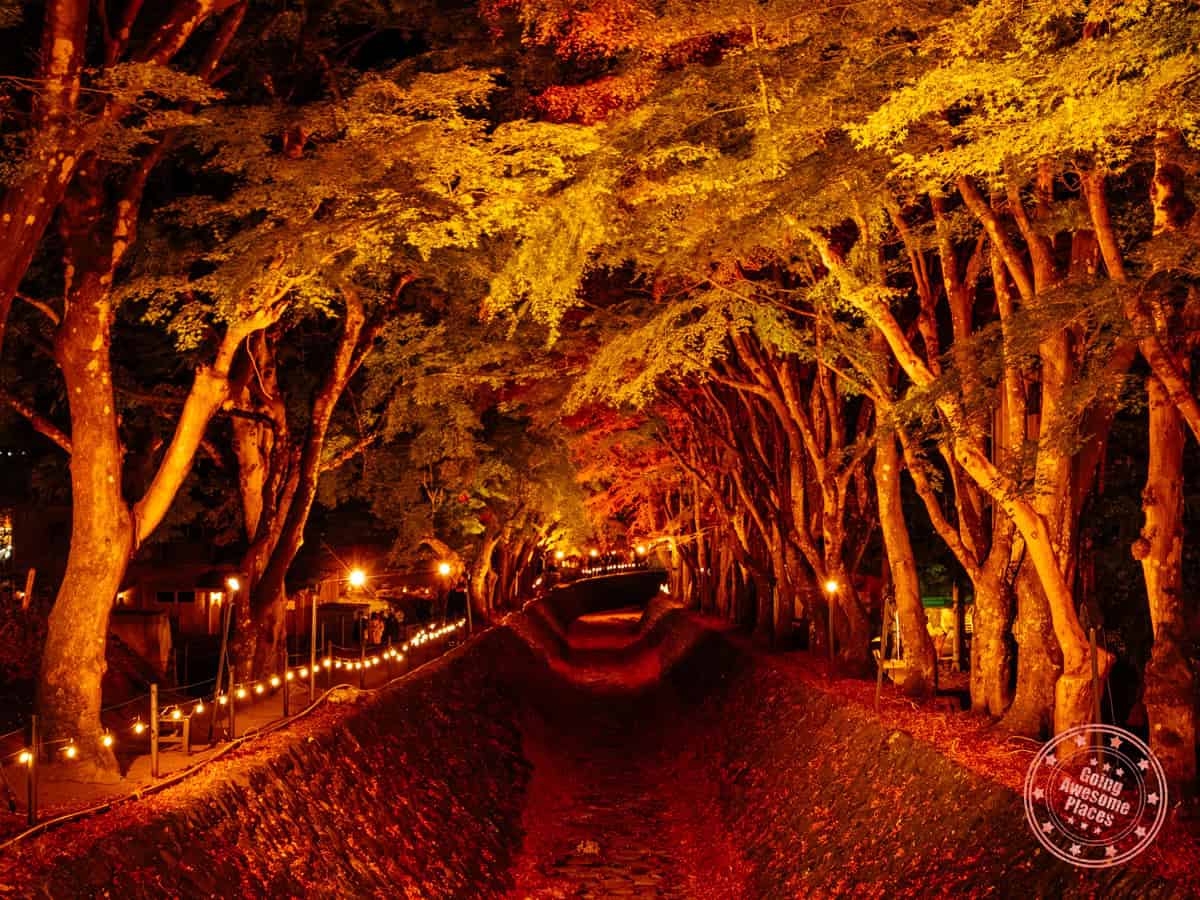 lake kawaguchi maple corridor