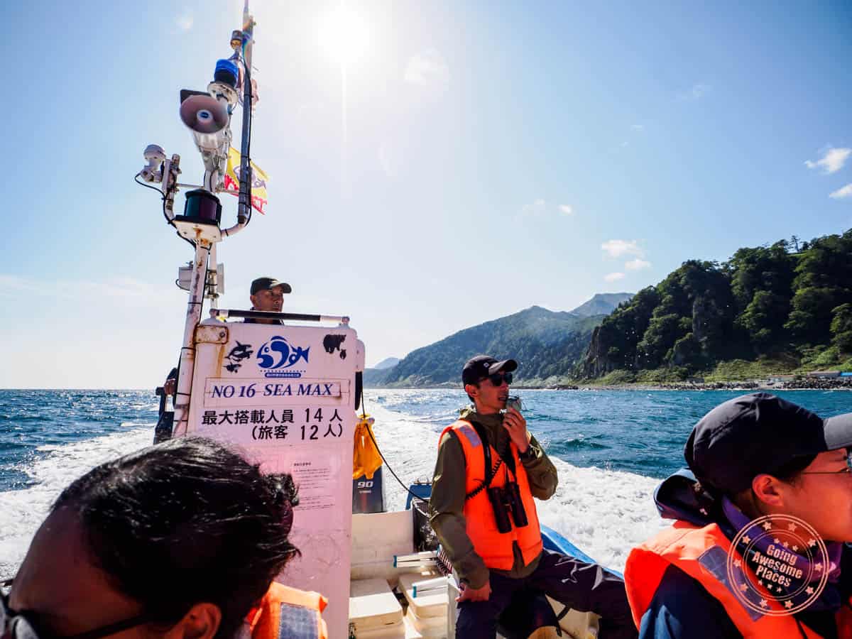 lincle brown bear cruise along cape shiretoko