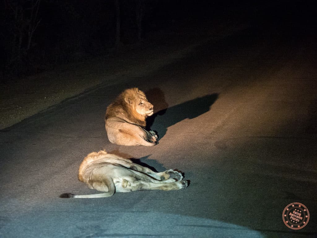 lions on the tar road at night to stay warm during the night drive safari