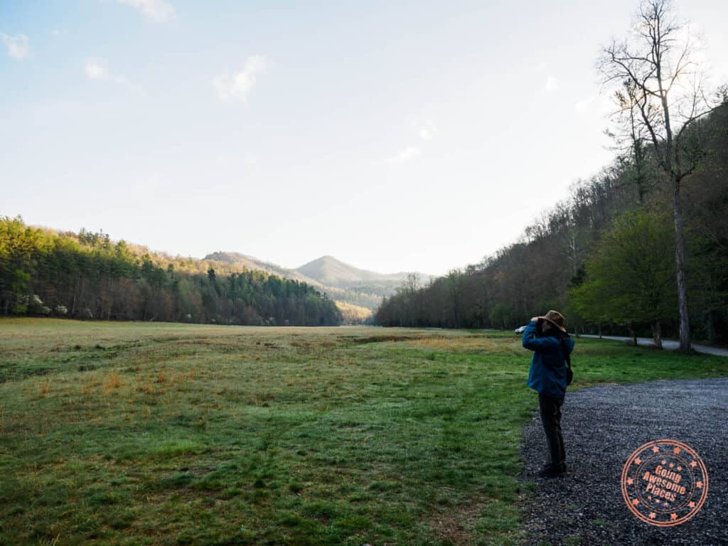 looking for elk in cataloochee valley