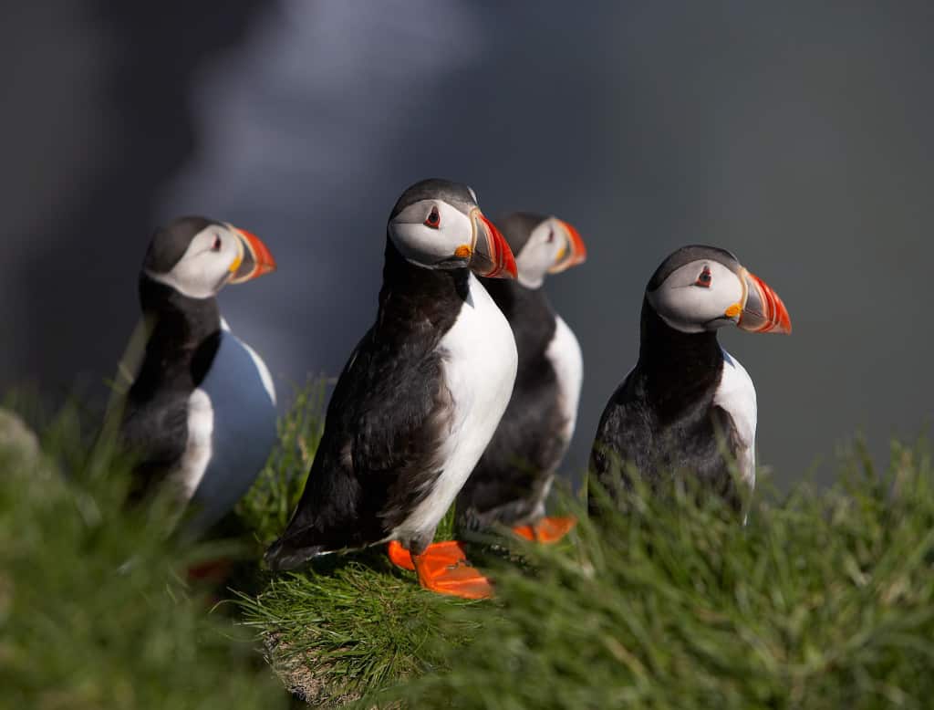 Puffins